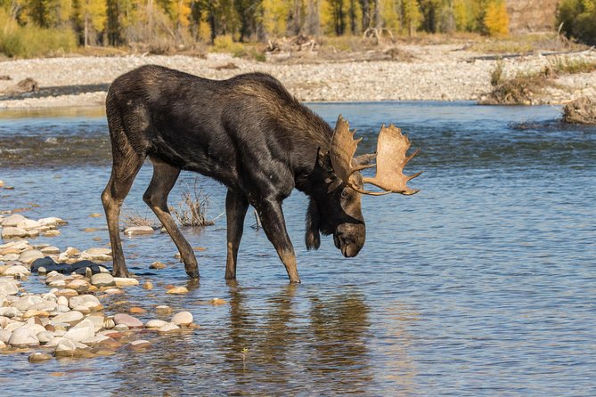 Private Upper Loop Tour of Yellowstone National Park - Pricing and Booking