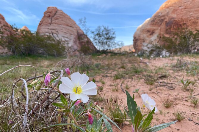 Private Valley of Fire Hiking and Sightseeing Adventure - Traveler Testimonials and Ratings