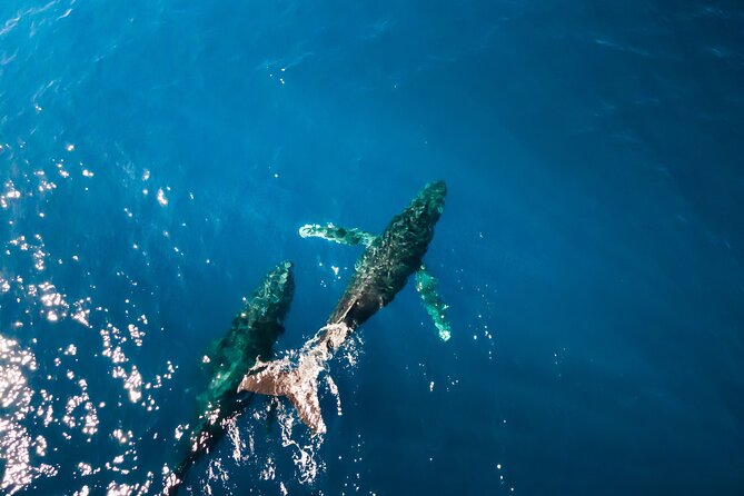 Private Whale Watching Tour of Oahu - Health and Safety Considerations