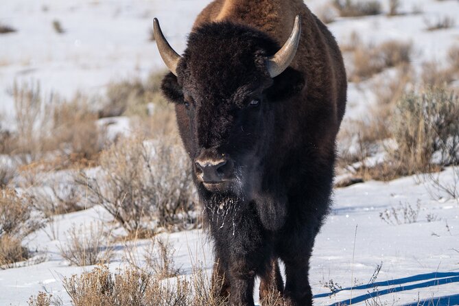 Private Wildlife Photography Tour Review - Photographic Opportunities