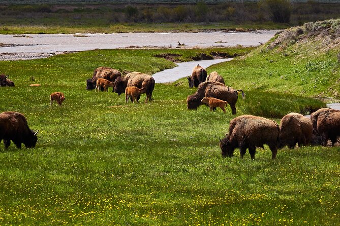 Private Yellowstone Lower Loop Tour - Guide Expertise and Adaptability