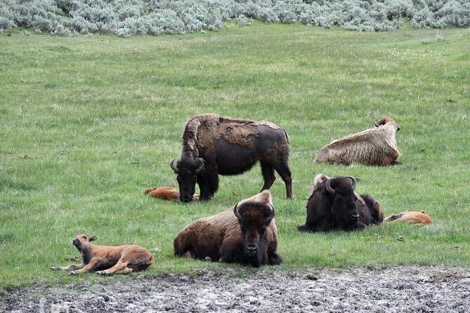 Private Yellowstone Park Van Tours From Bozeman - Customer Reviews and Feedback