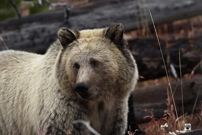 Private Yellowstone Wildlife Tour Review - Booking Flexibility and Pricing