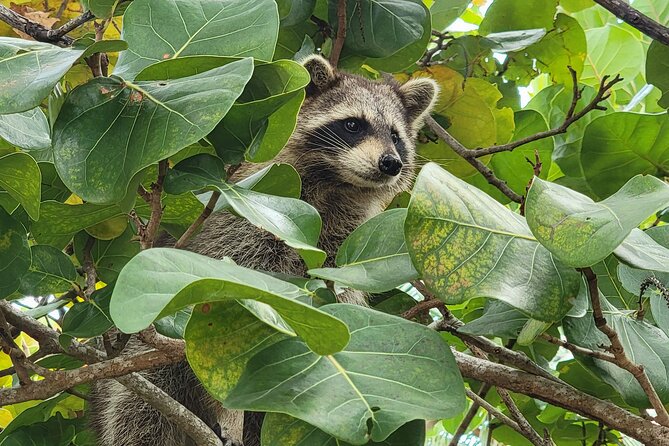 Raccoon Island Exploration on Sup/Kayak - Feedback From Satisfied Travelers