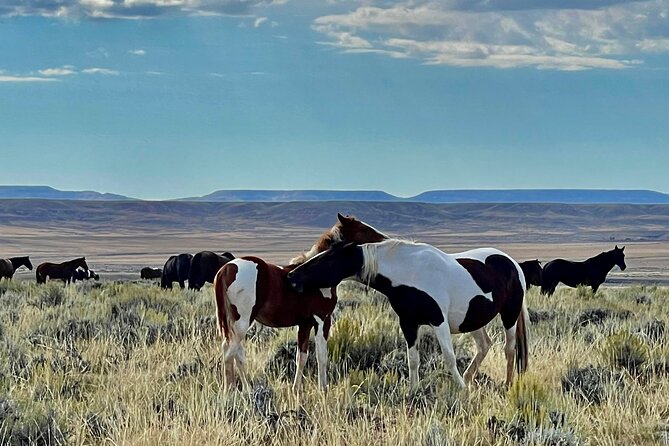 Red Canyon Wild Mustang Safari Review - Onsite Experiences