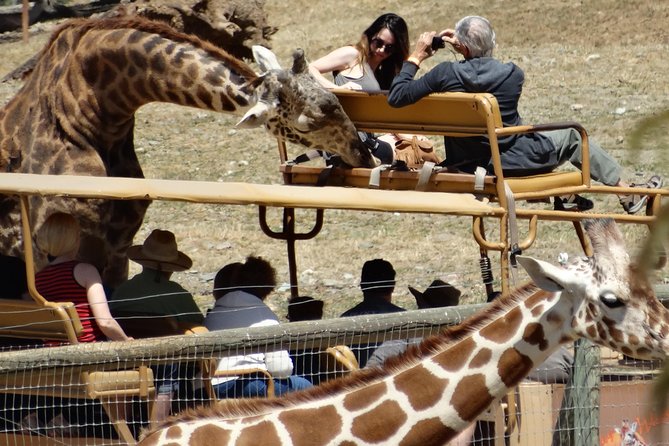 Redwoods and Wild Safari Adventure Review - Booking Information