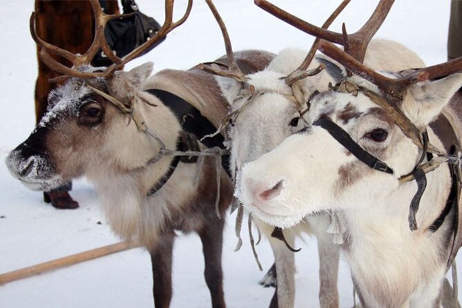 Reindeer Family Trip and Visit to the Husky Kennel - Operator Information and Location