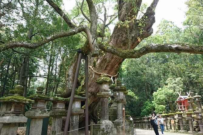 Relax in Nara: Deer Park, Todai-ji Temple and Merchants Town - Savoring the Local Flavors With a Sake Tasting