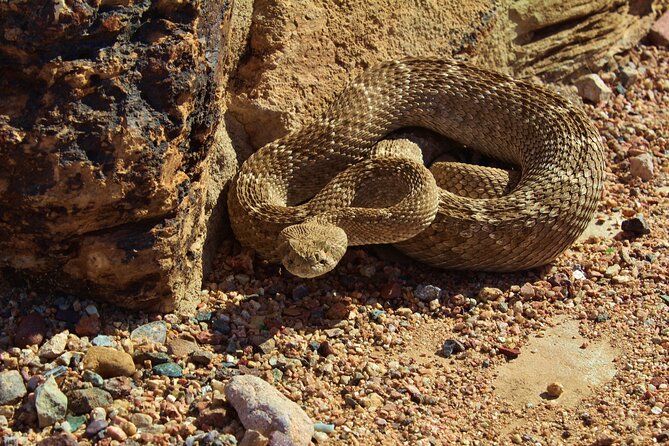 Reptile Hunting in The Sonoran Desert Review - Traveler Feedback and Ratings