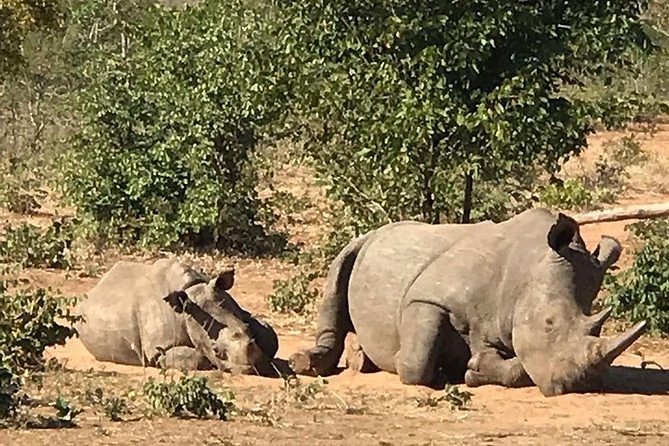 Rhino Walking Safari at Mosi-oa-Tunya National Park - Customer Reviews and Insights