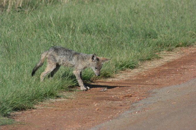 Rietvlei Nature Reserve Half-Day Tour From Pretoria, Every TUESDAY - Guest Reviews and Experiences