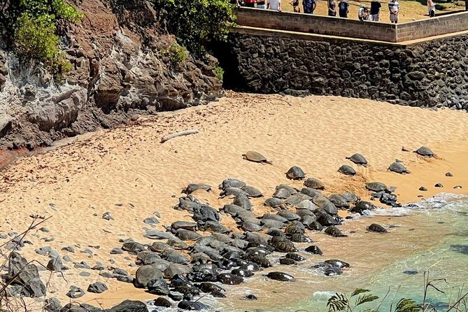 Road To Hana Black Sand Beach Waterfalls & Turtles Tour - Traveler Reviews and Experiences
