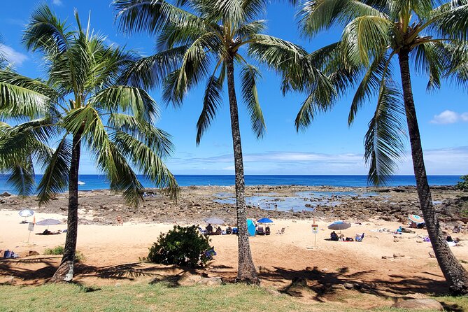 Round Trip North Shore Shuttle From Waikiki to Haleiwa Town / Haleiwa Harbor - Highlights and Notable Experiences