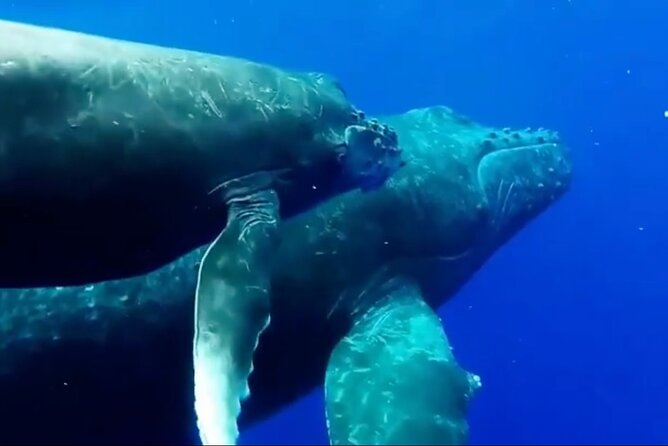 Royal Humpback Whale Exploration - Booking Details