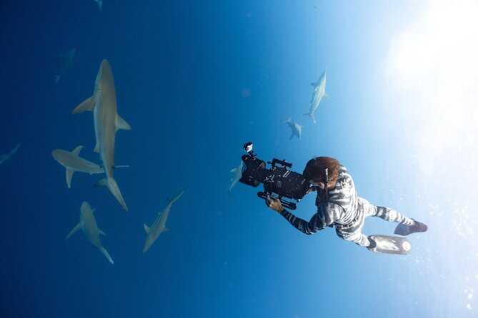 Safe and Educational Shark Dive From Haleiwa: Sharks Guaranteed - Research and Conservation Efforts