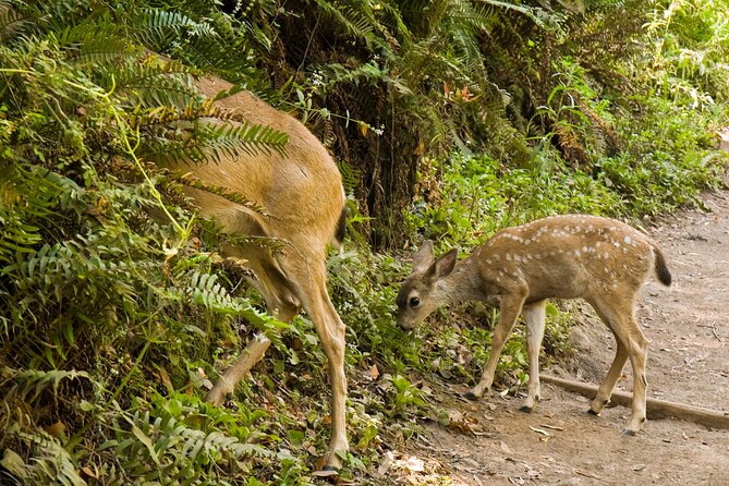 San Francisco, Golden Gate, Sausalito and Muir Woods Private Tour - Why Choose This Tour