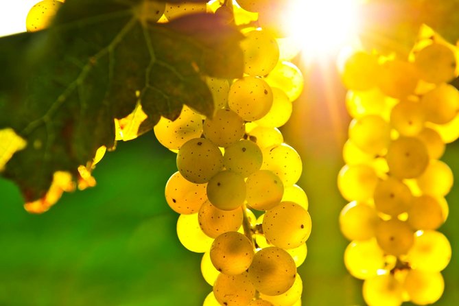 San Francisco Shore Excursion: Napa & Sonoma Ultimate Wine Tour - Inclusions and Accessibility