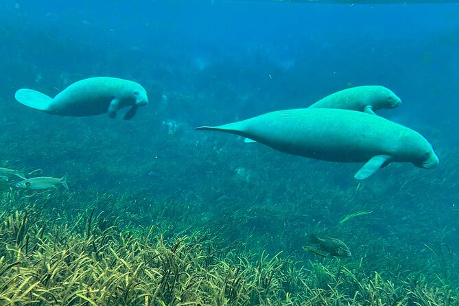 Sassy's Silver Springs Kayak and Paddleboard Tours - Opportunities to See Wildlife