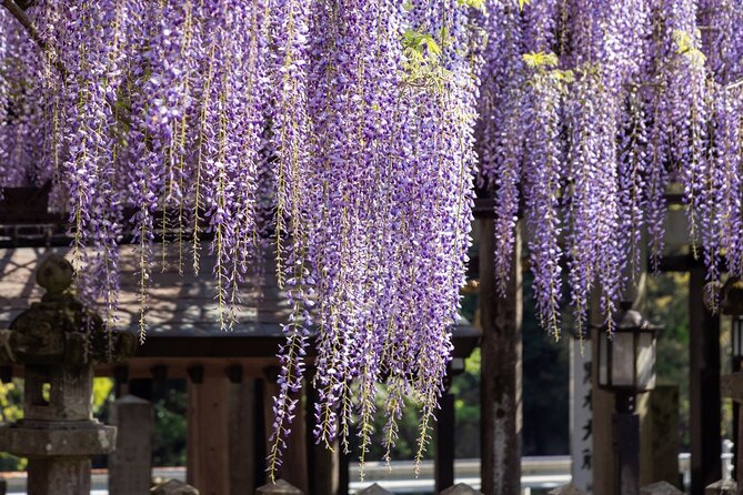 Scenic Tour of Kuroki and Nakayama Wisteria in Fukuoka YokaBus - Itinerary Adjustments