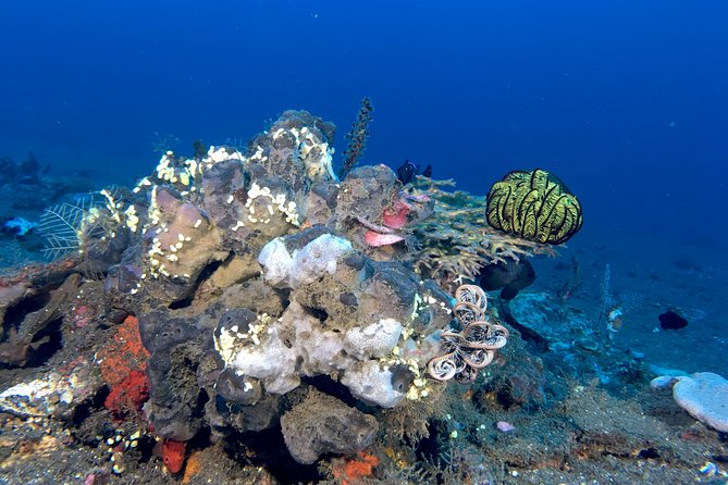 Scuba Certification - Booking Information