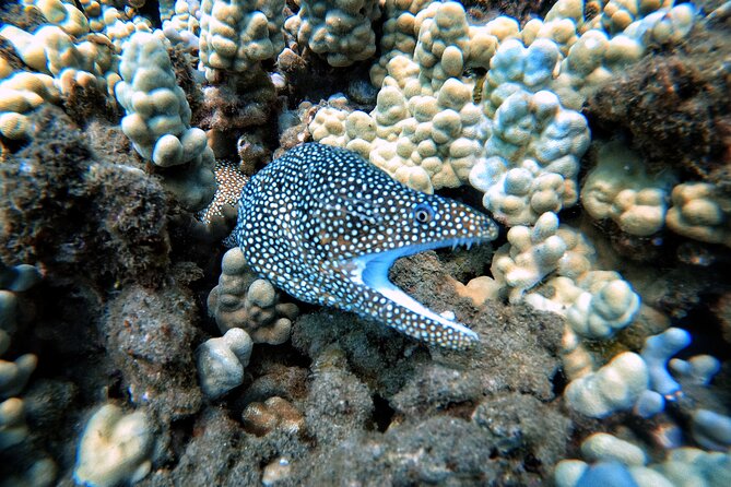 Scuba Diving in Maui With No Experience Needed - Qualifications and Expertise of the Instructors