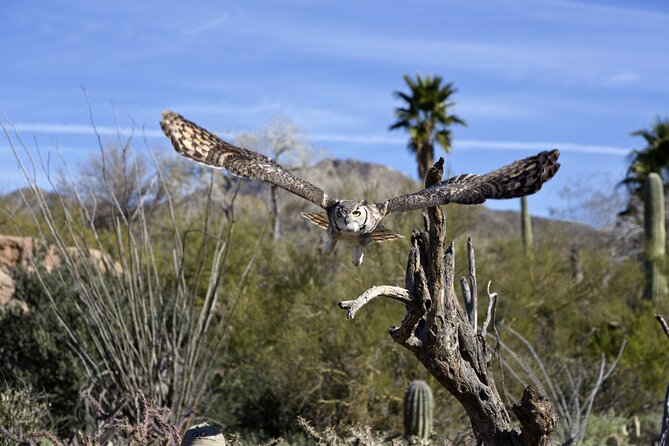 Self-Guided Mt. Lemmon Scenic Byway Driving Tour - Booking Your Tour