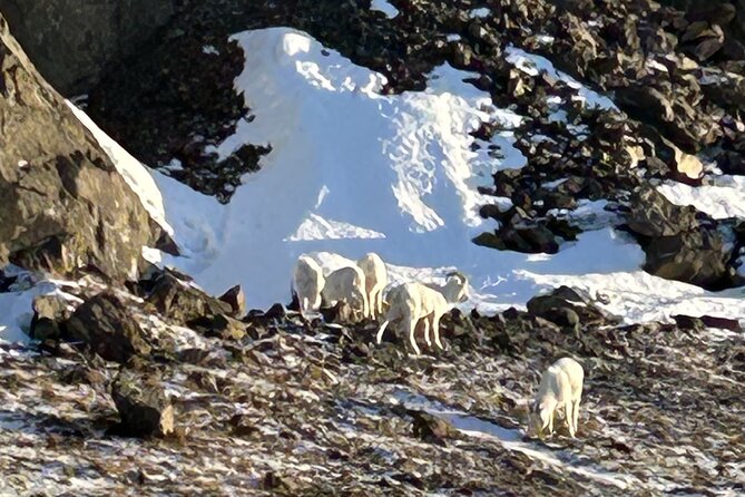 Seward to Anchorage Full Day Transit Tour With Port Pickup - Itinerary Flexibility and Customization