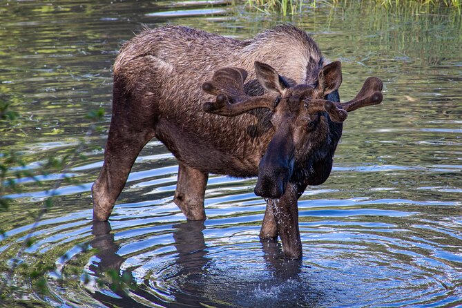 Seward to Anchorage- Post Cruise Curated Wildlife Tour +Transfer - Wildlife Encounters and Conservation Efforts