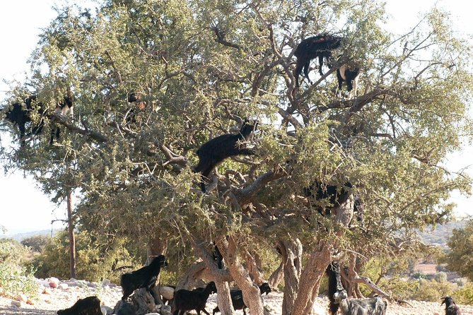 Shared Group Day Trip From Marrakech to Essaouira Mogador - Booking Process and Policies