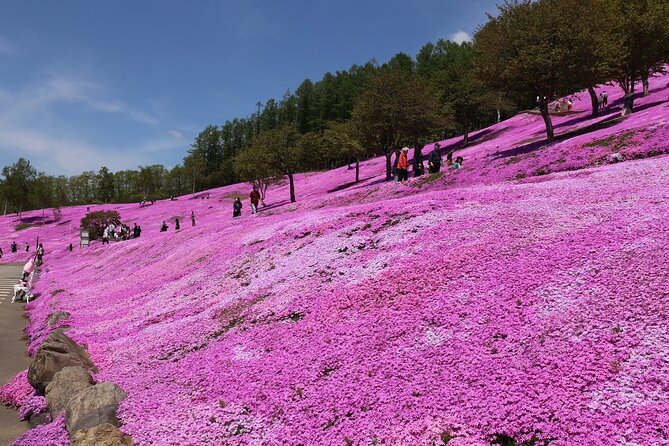 [Shibazakura / Tulip] Going by Private Car, Shibazakura Takinoue Park and Kamiyubetsu Tulip Park (From Sapporo) - Booking Details