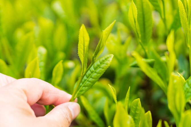 Shizuoka Tea Picking Private Experience - Cultural Immersion