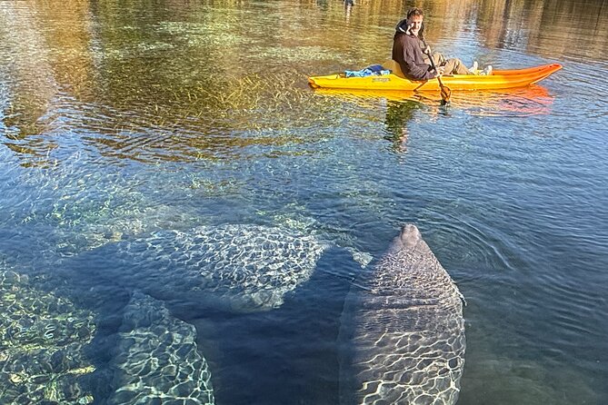 Silver Springs Premium Florida Manatee & Wildlife Experience - Guest Reviews and Feedback