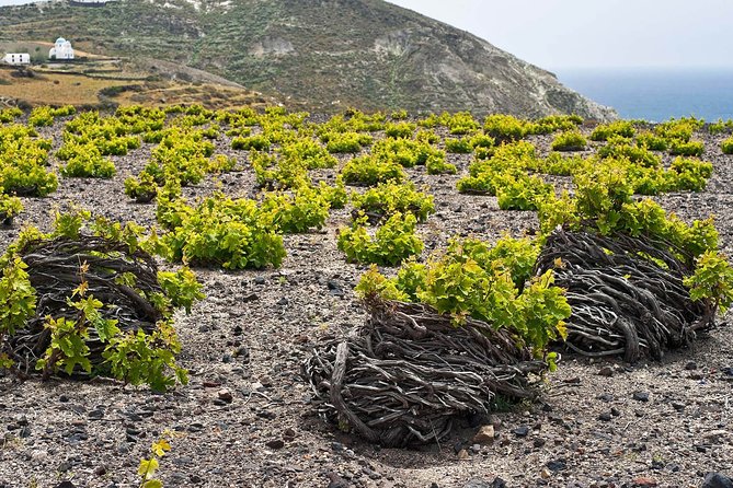 Sip Your Way Around Santorini Private Wine Tour - Customized Itinerary