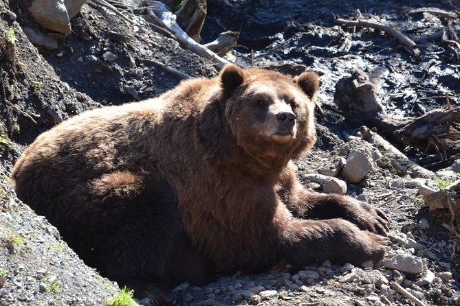 Sitka Sightseeing Tour Including Fortress of the Bear and Totem Poles - Exploring Sitkas Historic City