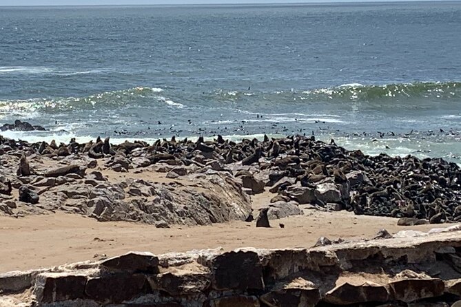 Skeleton Coast Cape Cross Seal Colony Tour - Pricing and Booking Details
