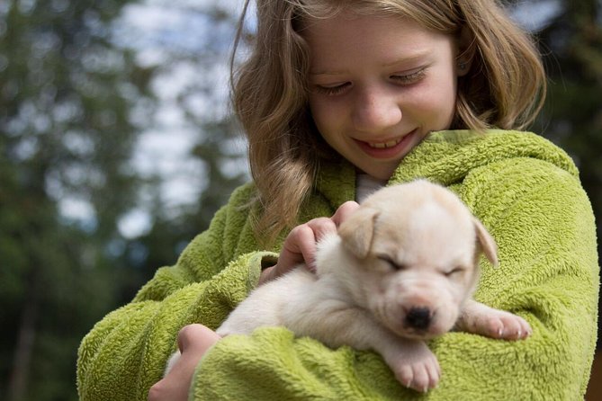 Sled Dog Discovery in Juneau - Highlights and Positive Experiences