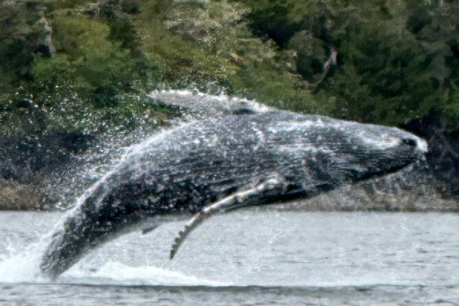 Small Group Boat Tour of Sitka - Small Group Size and Intimate Setting