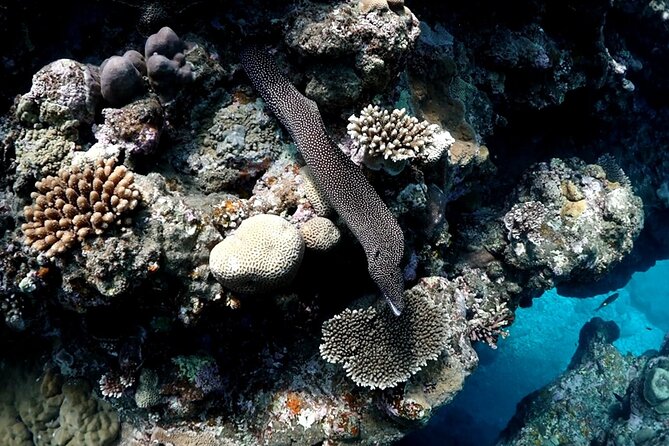 Small Group Diving Activity in Miyakojima - Explore the Stunning Miyakojima Underwater World