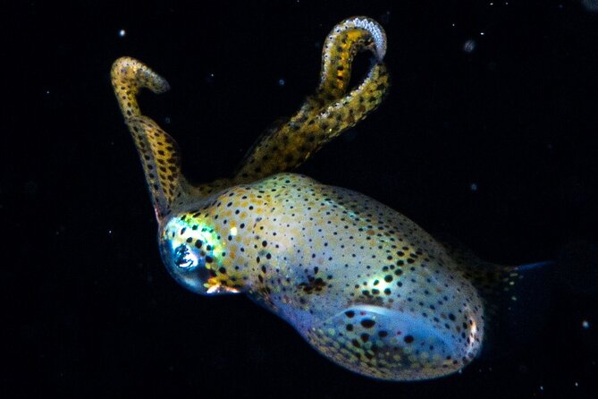 Small-Group Introductory Scuba Dive in Cozumel - Traveler Reviews