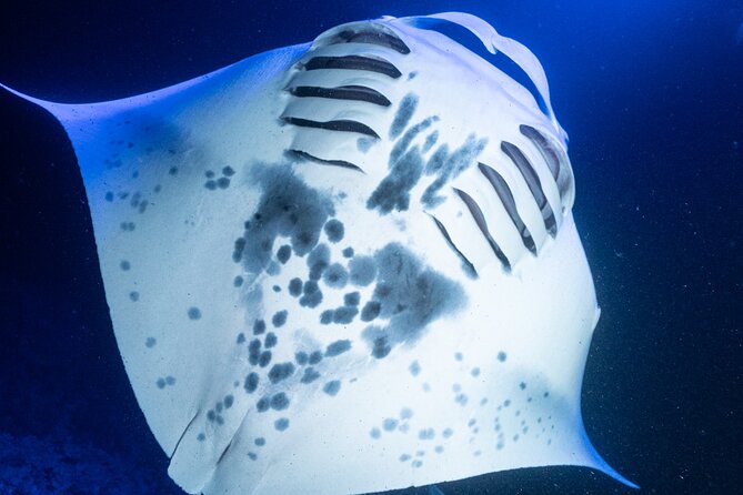Snorkel With Giant Manta Rays In Kailua Kona - Maximizing Your Chances of Manta Ray Sightings