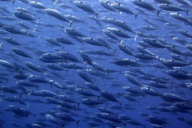 Snorkel With Whale Sharks Includes Equipment & Transportation - Customer Reviews