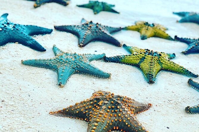 Snorkeling at Blue Lagoon; Starfish; The Rock Restaurant & Paje Beach - Accessibility Features