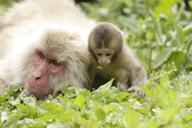 Snow Monkey Park & Miso Production Day Tour From Nagano - Meeting Point and Start Time