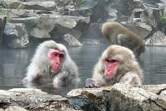 Snow Monkey Park Tour, From/To Tokyo, 2-12 Guests - Highlights of the Tour