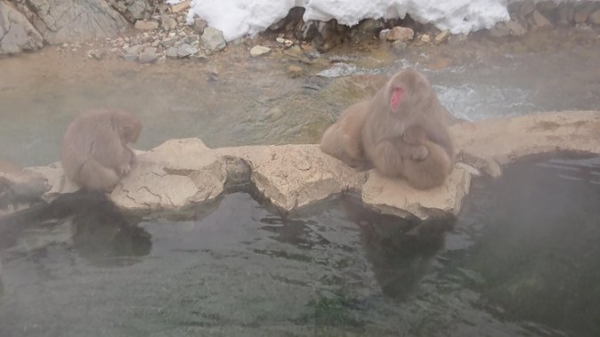 Snow Monkey, Shiga Kogen Roman Museum With Lunch Buffet - Shiga Kogen Roman Museum