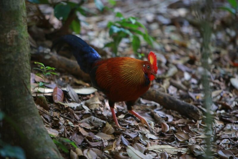 Sri Lanka: Wildlife Tour, Rainforest, National Park, - Temperature and Seasonal Variations