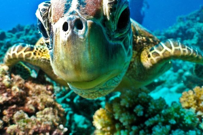 Submarine Trip From Hurghada Sahl Hashesh Makadi Bay Soma Bay El Gouna - Nearby Attractions
