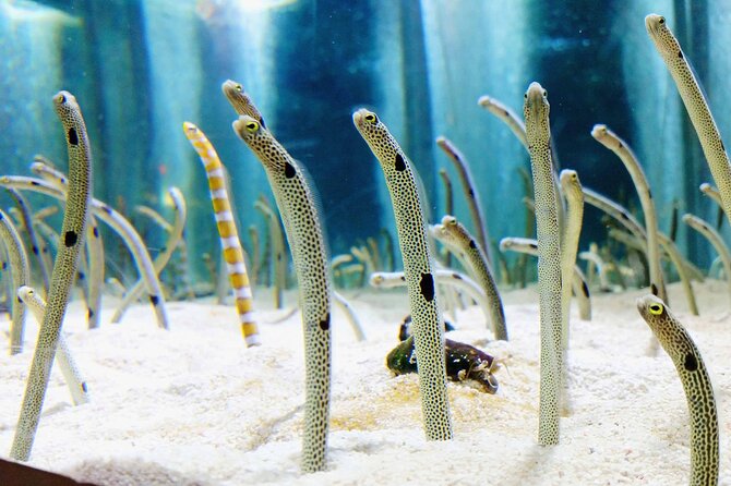 Sumida Aquarium Ticket Tokyo - Voucher Requirements