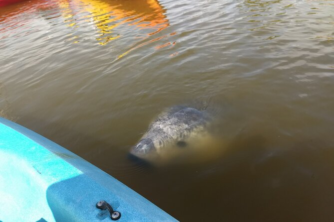 Sunset Kayaking Tour at Manatee Cove With Manatee & Dolphin Sightings - Accessibility and Considerations