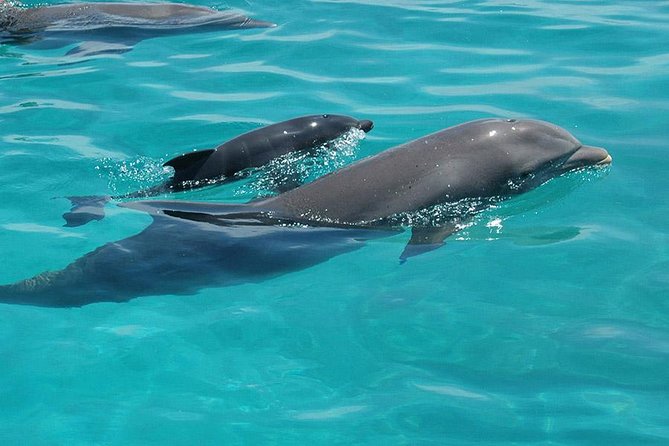 Swim With Dolphin & Jozani Forest National Park Tour Sea Trip - Zanzibar - What to Expect on the Tour